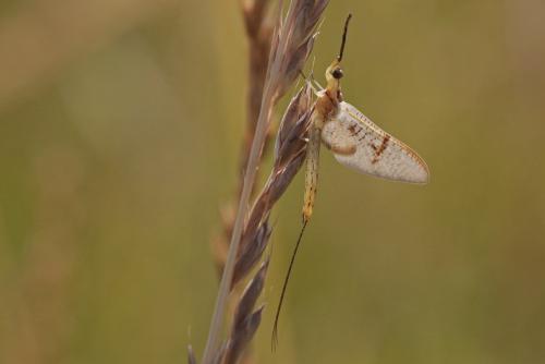 Ephemera glaucops